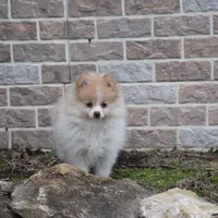 Teddy, a male Pomeranian for sale in Melvern, KS – Photo 4 of 10