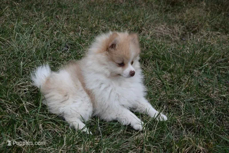 Teddy – Pomeranian puppy for sale in Melvern, KS