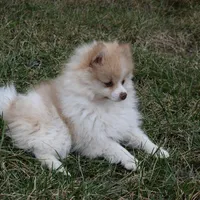 Teddy, a male Pomeranian for sale in Melvern, KS – Photo 5 of 10