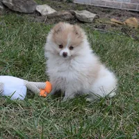 Teddy, a male Pomeranian for sale in Melvern, KS – Photo 3 of 10