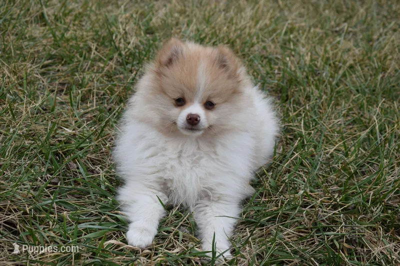 Teddy – Pomeranian puppy for sale in Melvern, KS