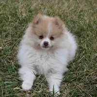 Teddy, a male Pomeranian for sale in Melvern, KS – Photo 1 of 10