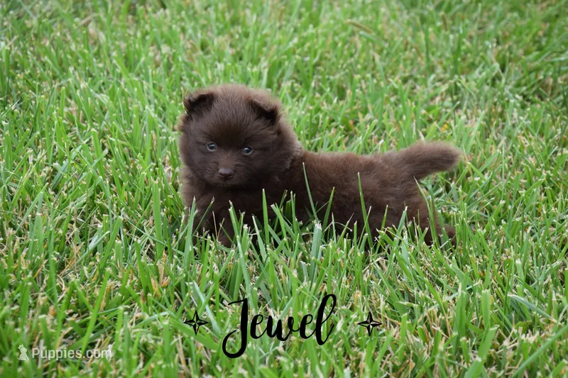 Jewel – Pomeranian puppy for sale in Melvern, KS