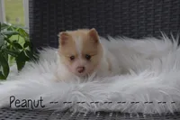 Peanut, a male Pomeranian for sale in Melvern, KS – 4 of 7