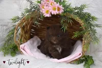 Twilight, a female Pomeranian for sale in Melvern, KS – Photo 2 of 10