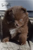 Twilight, a female Pomeranian for sale in Melvern, KS – Photo 3 of 10