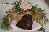 Twilight, a female Pomeranian for sale in Melvern, KS – Photo 6 of 10