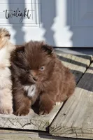 Twilight, a female Pomeranian for sale in Melvern, KS – Photo 4 of 10