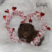 Twilight, a female Pomeranian for sale in Melvern, KS – Photo 5 of 10