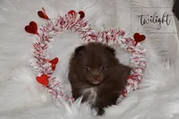Twilight, a female Pomeranian for sale in Melvern, KS – Photo 1 of 10