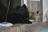 Twilight, a female Pomeranian for sale in Melvern, KS – Photo 10 of 10