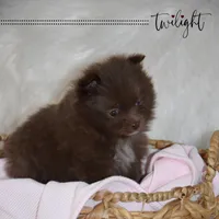 Twilight, a female Pomeranian for sale in Melvern, KS – Photo 7 of 10