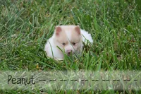 Peanut, a male Pomeranian for sale in Melvern, KS – 6 of 7