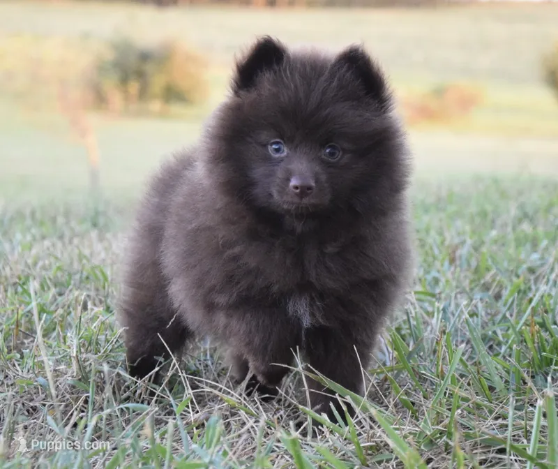 Jewel – Pomeranian puppy for sale in Melvern, KS