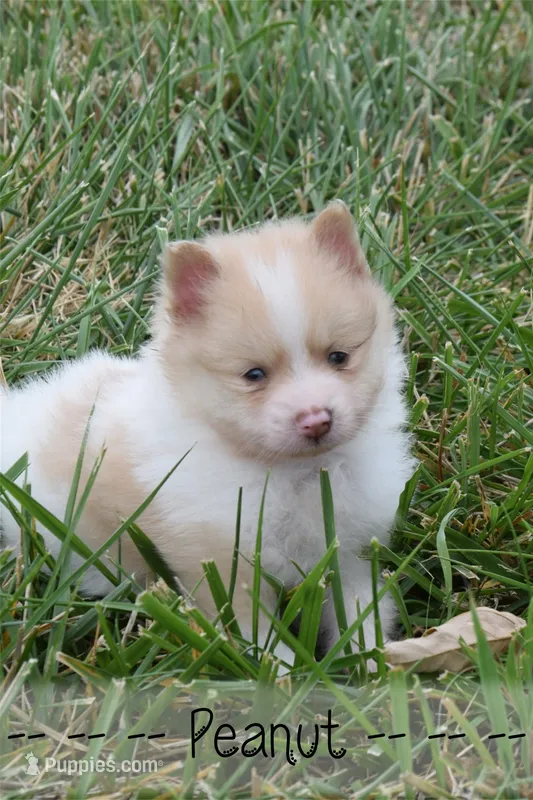 Peanut – Pomeranian puppy for sale in Melvern, KS