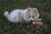 Peanut, a male Pomeranian for sale in Melvern, KS – 3 of 7