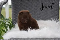 Jewel, a female Pomeranian for sale in Melvern, KS – 8 of 8