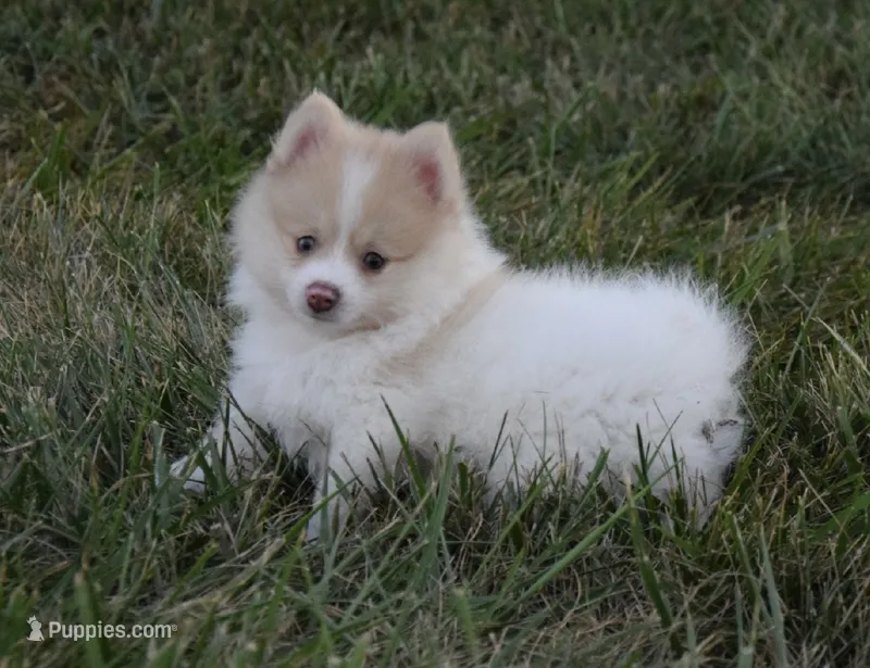 Peanut – Pomeranian puppy for sale in Melvern, KS