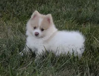 Peanut, a male Pomeranian for sale in Melvern, KS – 1 of 7