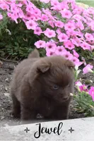 Jewel, a female Pomeranian for sale in Melvern, KS – 6 of 8