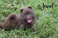 Jewel, a female Pomeranian for sale in Melvern, KS – 2 of 8
