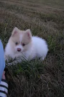Peanut, a male Pomeranian for sale in Melvern, KS – 4 of 7