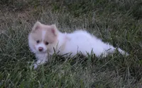 Peanut, a male Pomeranian for sale in Melvern, KS – 5 of 7