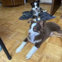Buster, a male Australian Shepherd and Toy Australian Shepherd for sale in Asheville, NC – Photo 5 of 6