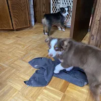 Buster, a male Australian Shepherd and Toy Australian Shepherd for sale in Asheville, NC – Photo 3 of 6