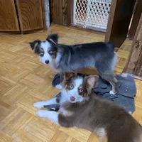 Buster, a male Australian Shepherd and Toy Australian Shepherd for sale in Asheville, NC – Photo 6 of 6