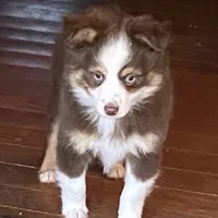 Buster, a male Australian Shepherd and Toy Australian Shepherd for sale in Asheville, NC – Photo 1 of 6
