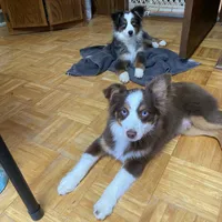 Buster, a male Australian Shepherd and Toy Australian Shepherd for sale in Asheville, NC – Photo 4 of 6