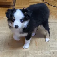 Belle Bottoms, a female Miniature Australian Shepherd and Toy Australian Shepherd for sale in Asheville, NC – Photo 3 of 7