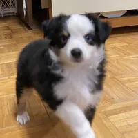 Belle Bottoms, a female Miniature Australian Shepherd and Toy Australian Shepherd for sale in Asheville, NC – Photo 5 of 7