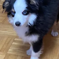 Belle Bottoms, a female Miniature Australian Shepherd and Toy Australian Shepherd for sale in Asheville, NC – Photo 1 of 7