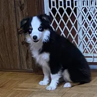 Belle Bottoms, a female Miniature Australian Shepherd and Toy Australian Shepherd for sale in Asheville, NC – Photo 2 of 7