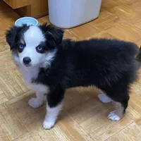 Belle Bottoms, a female Miniature Australian Shepherd and Toy Australian Shepherd for sale in Asheville, NC – Photo 6 of 7