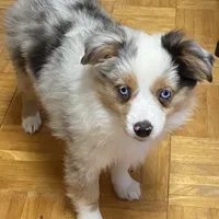 Daisy, a female Miniature Australian Shepherd and Toy Australian Shepherd for sale in Asheville, NC – Photo 7 of 9