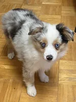 Daisy, a female Miniature Australian Shepherd for sale in Asheville, NC – Photo 7 of 9