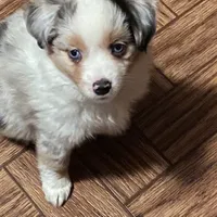 Daisy, a female Miniature Australian Shepherd and Toy Australian Shepherd for sale in Asheville, NC – Photo 4 of 9