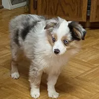 Daisy, a female Miniature Australian Shepherd and Toy Australian Shepherd for sale in Asheville, NC – Photo 5 of 9
