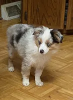 Daisy, a female Miniature Australian Shepherd for sale in Asheville, NC – Photo 5 of 9