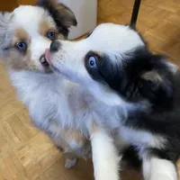 Daisy, a female Miniature Australian Shepherd and Toy Australian Shepherd for sale in Asheville, NC – Photo 9 of 9