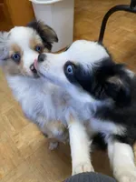 Daisy, a female Miniature Australian Shepherd for sale in Asheville, NC – Photo 9 of 9