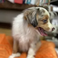 Daisy, a female Miniature Australian Shepherd and Toy Australian Shepherd for sale in Asheville, NC – Photo 6 of 9