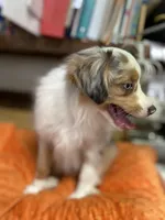 Daisy, a female Miniature Australian Shepherd for sale in Asheville, NC – Photo 6 of 9
