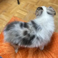 Daisy, a female Miniature Australian Shepherd and Toy Australian Shepherd for sale in Asheville, NC – Photo 3 of 9