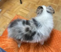 Daisy, a female Miniature Australian Shepherd for sale in Asheville, NC – Photo 3 of 9