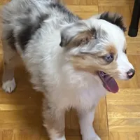 Daisy, a female Miniature Australian Shepherd and Toy Australian Shepherd for sale in Asheville, NC – Photo 8 of 9