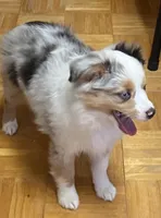 Daisy, a female Miniature Australian Shepherd for sale in Asheville, NC – Photo 8 of 9